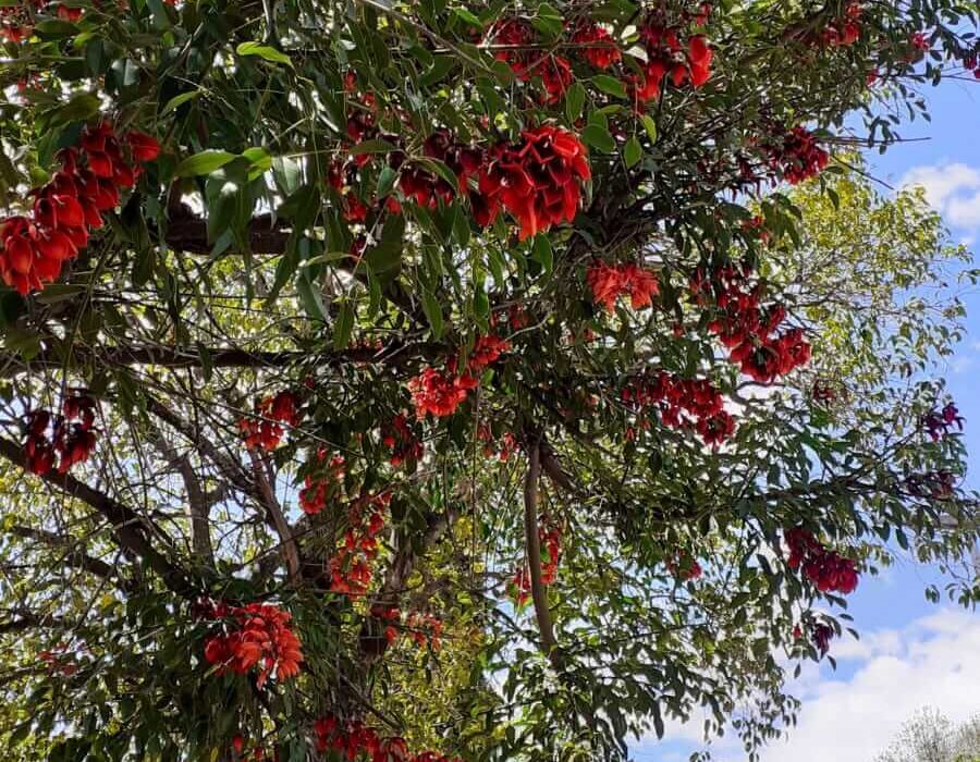 El Ceibo, Nationalblume